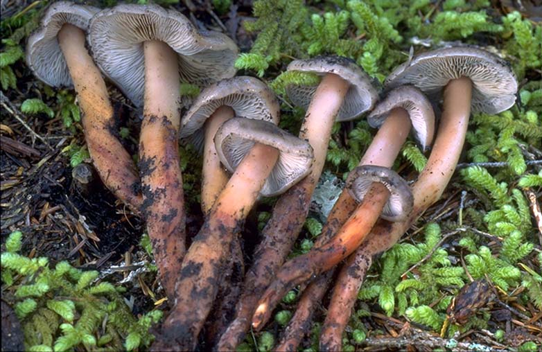Phaeocollybia oregonensis